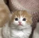 スコティッシュフォールド(折れ耳)【愛媛県・男の子・2025年10月1日・レッドタビー&ホワイト】の写真8