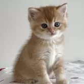 スコティッシュストレート【愛媛県・男の子・2025年10月8日・レッドタビー】の写真9