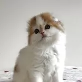 スコティッシュフォールド(折れ耳)【愛媛県・男の子・2025年10月1日・レッドタビー&ホワイト】の写真9