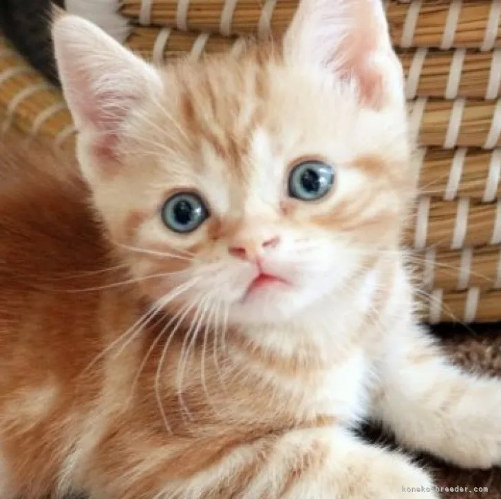 ID:2305-03139の子猫