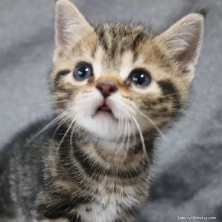 ID：2305-03136の子猫
