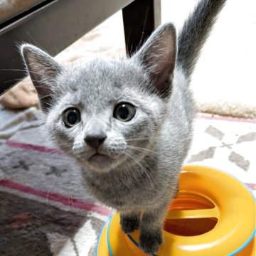 ロシアンブルー【山形県・男の子・2025年6月2日・ブルー】の写真「白っぽいコートが自慢」