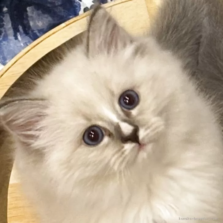 ID:2506-01901の子猫