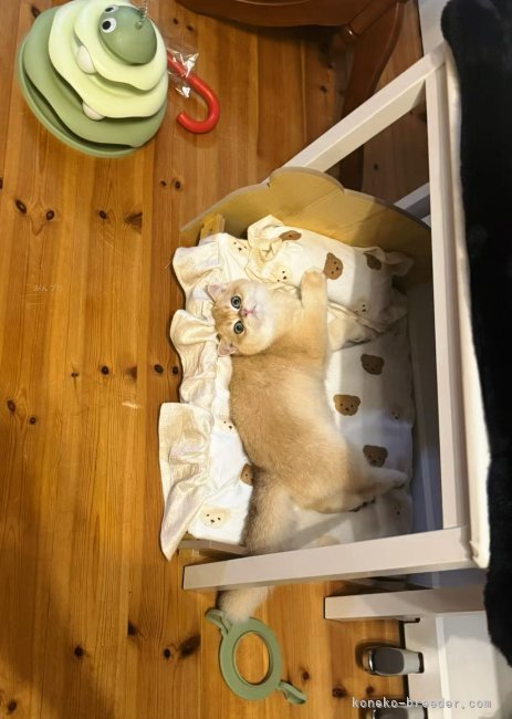 可愛い顔😍｜趙　彤(ちょう　とう)ブリーダー(埼玉県・ブリティッシュショートヘアなど・ICC登録)の紹介写真7