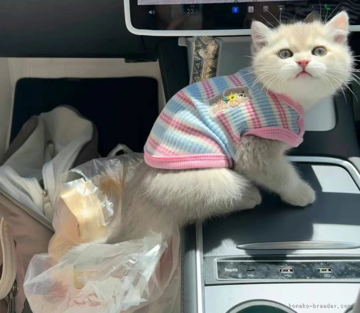 sweet girl｜趙　彤(ちょう　とう)ブリーダー(埼玉県・ブリティッシュショートヘアなど・ICC登録)の紹介写真8