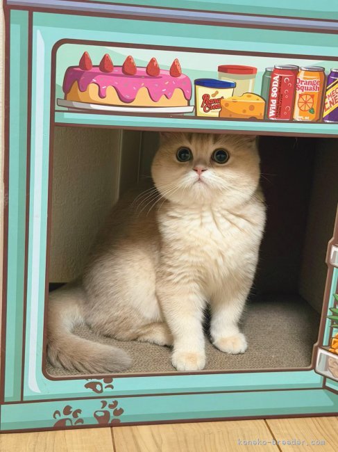 sweet girl｜趙　彤(ちょう　とう)ブリーダー(埼玉県・ブリティッシュショートヘアなど・ICC登録)の紹介写真8