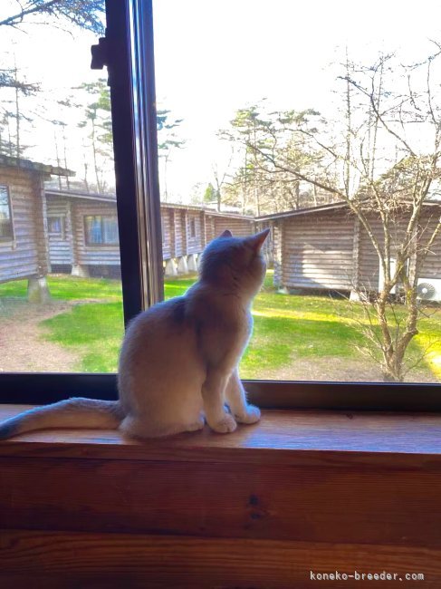 猫ちゃんと一緒に旅行します｜趙　彤(ちょう　とう)ブリーダー(埼玉県・ブリティッシュショートヘアなど・ICC登録)の紹介写真9
