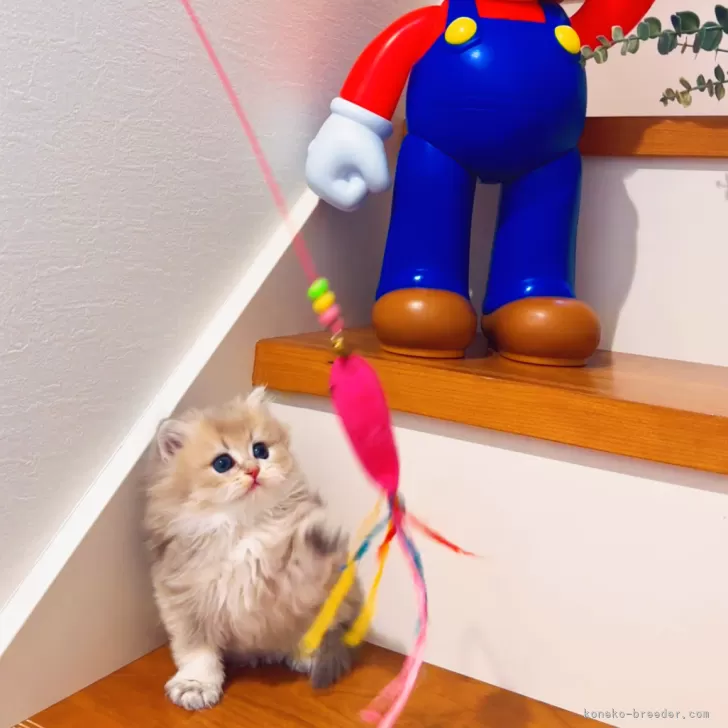 ID：2402-02131の子猫