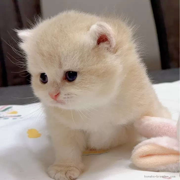 ID：2410-00278の子猫