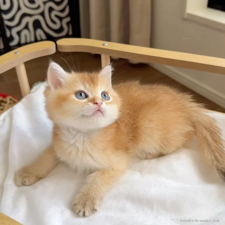 ID：2507-03273の子猫