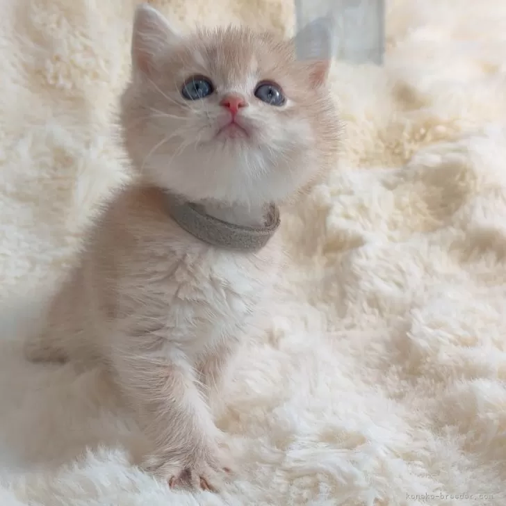 ブリティッシュショートヘア【埼玉県・男の子・2025年9月28日・ライラックゴールデン】の写真1