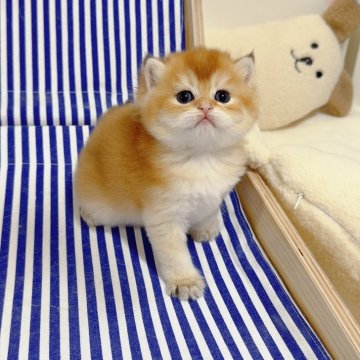 ブリティッシュショートヘア【埼玉県・女の子・2025年5月14日・ゴールデン（ふわふわもちもち）】の写真「珍しい色、まんまる顔 🐻みたい、ものすごく可愛い」