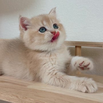 ブリティッシュショートヘア【埼玉県・女の子・2025年9月28日・ライラックゴールデン】の写真「顔まんまる　エルメスレベルの上品」