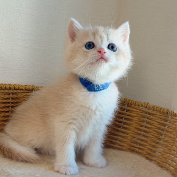 ブリティッシュショートヘア【埼玉県・男の子・2025年10月9日・ライラックゴールデンシェル】の写真「顔まんまる　くまみたい　色珍しい」