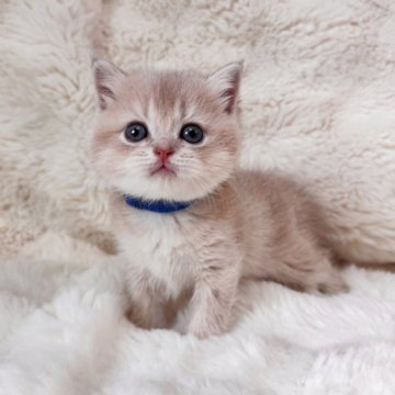 ブリティッシュショートヘア【埼玉県・女の子・2025年9月28日・ライラックゴールデン】の写真「顔まんまる　エルメスレベルの上品」