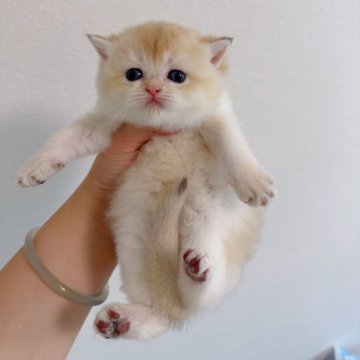 ブリティッシュショートヘア【埼玉県・女の子・2025年5月31日・ゴールデン（ふわふわもちもち）】の写真「珍しい色、まんまる顔 🐻みたい、ものすごく可愛い」