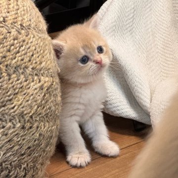 ブリティッシュショートヘア【埼玉県・男の子・2025年9月19日・ライラックゴールデン】の写真「顔まんまる　エルメスレベルの上品」