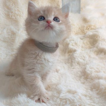 ブリティッシュショートヘア【埼玉県・男の子・2025年9月28日・ライラックゴールデン】の写真「顔まんまる　エルメスレベルの上品」