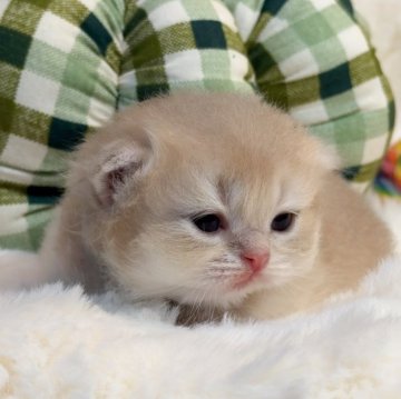 ブリティッシュロングヘア【埼玉県・男の子・2025年9月19日・ブルーゴールデン】の写真「顔まんまる　エルメスレベルの上品」