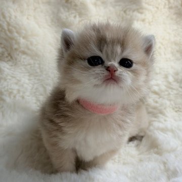 ブリティッシュショートヘア【埼玉県・男の子・2025年10月20日・ブルーゴールデン】の写真「顔まんまる　猫の上品」