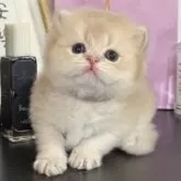 ブリティッシュロングヘア