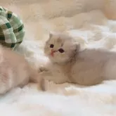 ブリティッシュロングヘア