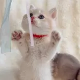 ブリティッシュショートヘア