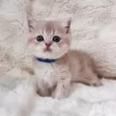 ブリティッシュショートヘア