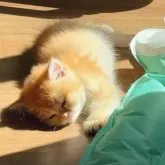 ブリティッシュショートヘア