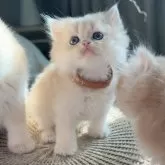 ブリティッシュロングヘア