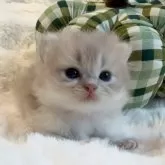 ブリティッシュロングヘア