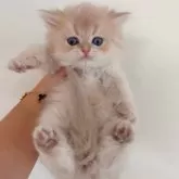 ブリティッシュショートヘア