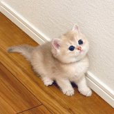 ブリティッシュショートヘア