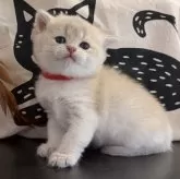 ブリティッシュショートヘア
