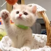 ブリティッシュショートヘア