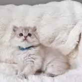 ブリティッシュショートヘア