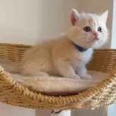 ブリティッシュショートヘア【埼玉県・男の子・2025年10月9日・ライラックゴールデンシェル】の写真2