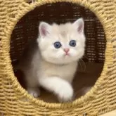 ブリティッシュショートヘア【埼玉県・女の子・2025年10月20日・ブルーゴールデン】の写真3