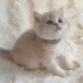 ブリティッシュショートヘア【埼玉県・男の子・2025年9月28日・ライラックゴールデン】の写真3