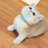 ブリティッシュショートヘア【埼玉県・女の子・2025年10月20日・ブルーゴールデン】の写真4