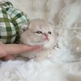 ブリティッシュショートヘア【埼玉県・男の子・2025年9月19日・ライラックゴールデン】の写真2