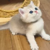 ブリティッシュショートヘア【埼玉県・女の子・2025年10月20日・ブルーゴールデン】の写真5