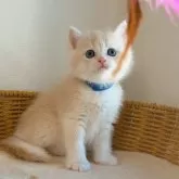 ブリティッシュショートヘア【埼玉県・男の子・2025年10月9日・ライラックゴールデンシェル】の写真5