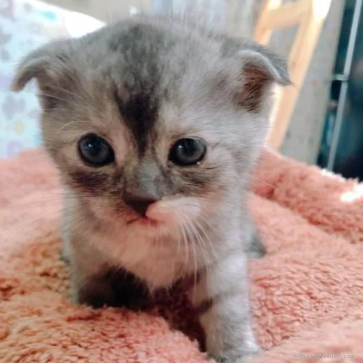 ID:2210-02581の子猫