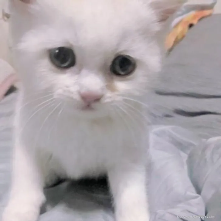 ID:2301-01777の子猫