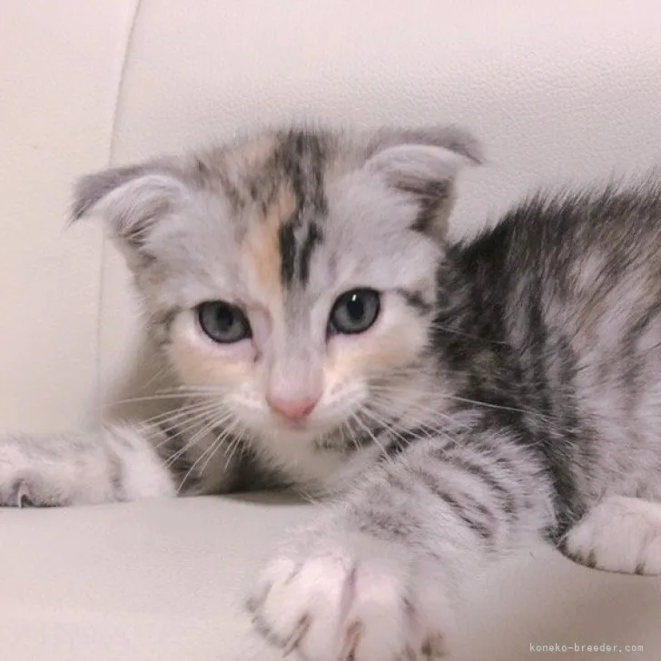 ID:2307-00876の子猫