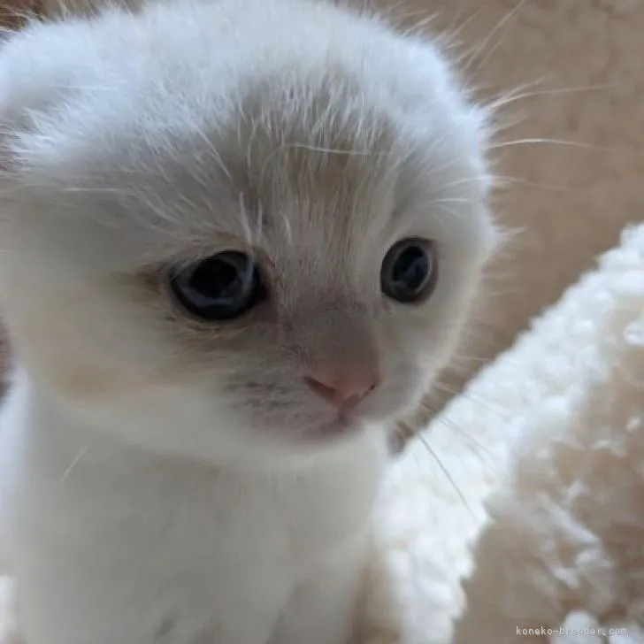 ID：2212-01451の子猫