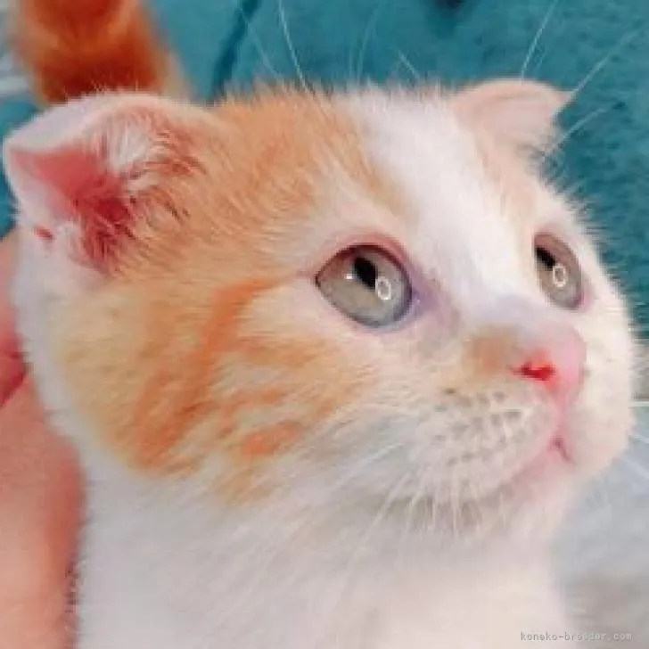 ID:2207-01964の子猫