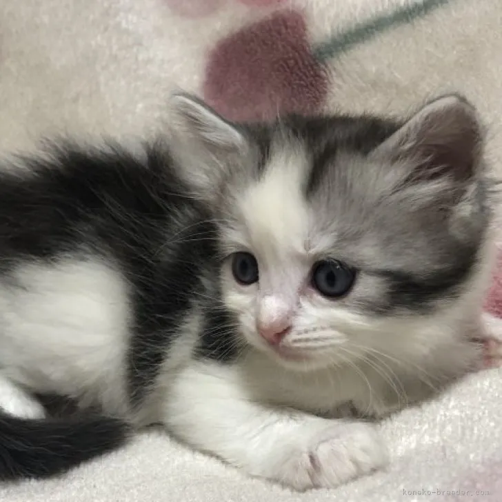 ID：2307-00878の子猫