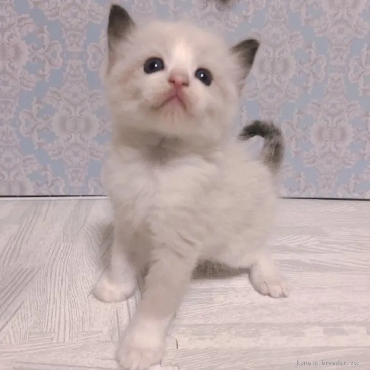 ID:2310-00057の子猫